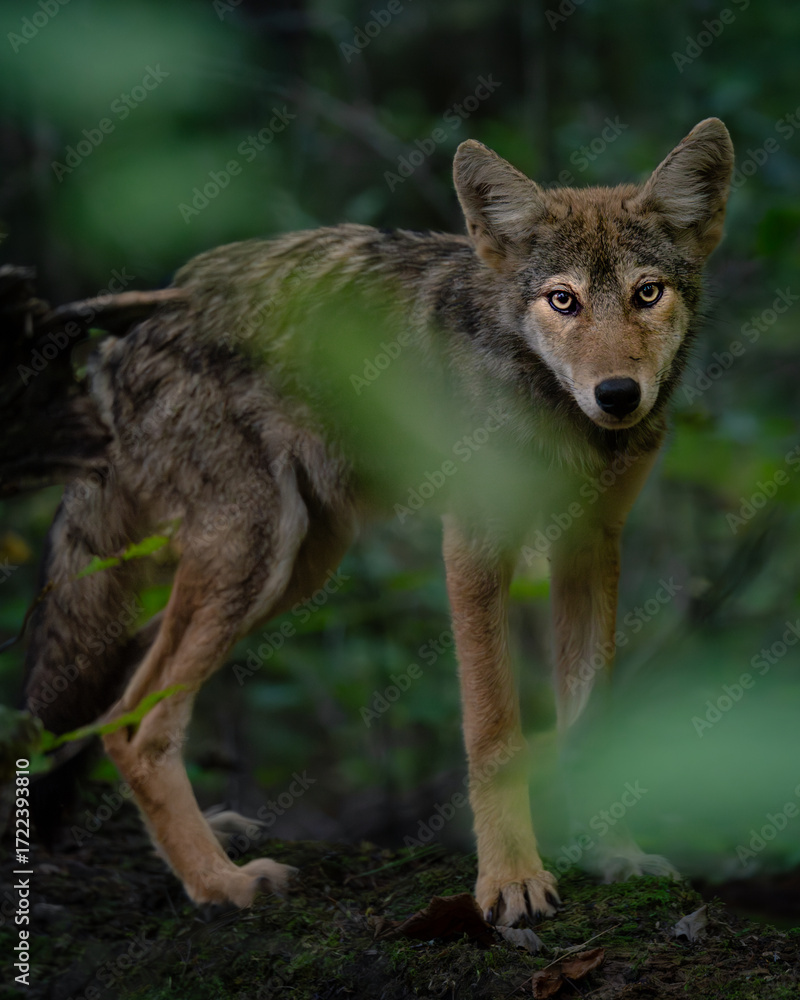 Fototapeta premium Close-up wildlife photography of wild animals in their natural habitat