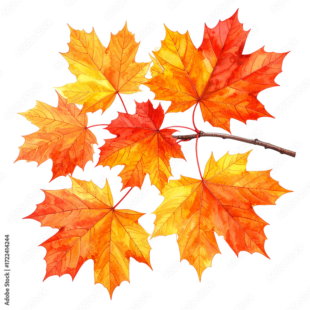 Obraz premium Autumnal Leaf Art: A vivid illustration showcasing a collection of vibrant, autumnal maple leaves. Each leaf bursts with fiery hues of orange and red, artfully arranged on a slender branch.
