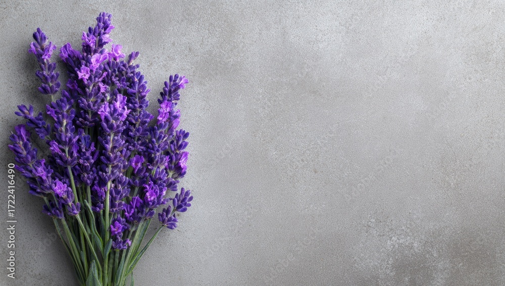 Fototapeta premium Purple lavender bouquet on gray background