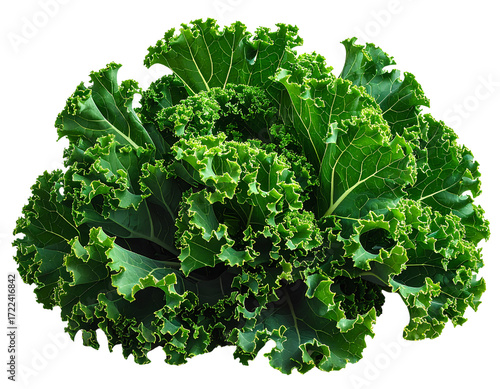 fresh green cabbage on withe background