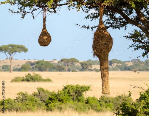 Two large bird nests hanging from branches
