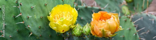 Yellow and orange flowers blooming on a Prickly Pear Cactus, as a nature background, Zion National Park, Utah
