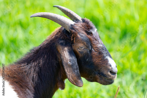 Fototapeta Goat in a farm in Byron Bay in Australia