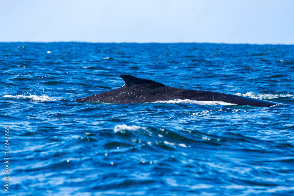 Fototapeta premium Whale watching in Ballina, Australia