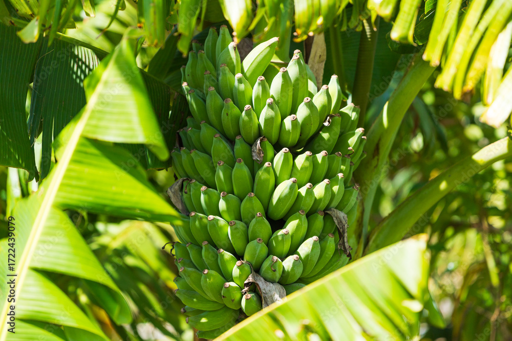 Obraz premium Bunch of green bananas in a farm in Byron Bay