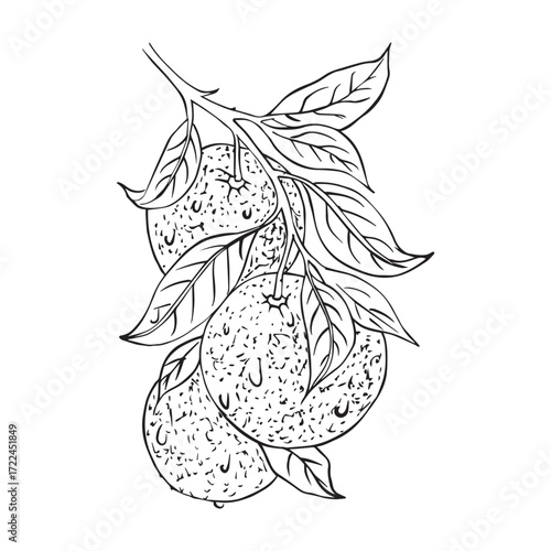 Hand Drawn Orange Fruits with Leaves