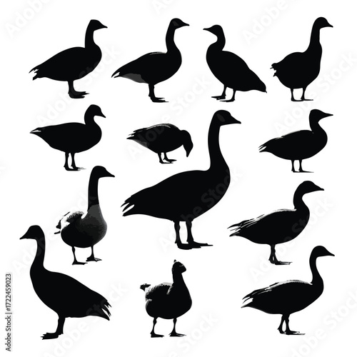 Collection of flying and standing geese in black and white silhouette isolated on white background