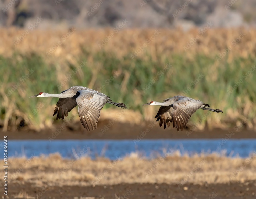 Fototapeta premium Two sandhill cranes in flight over a waterway