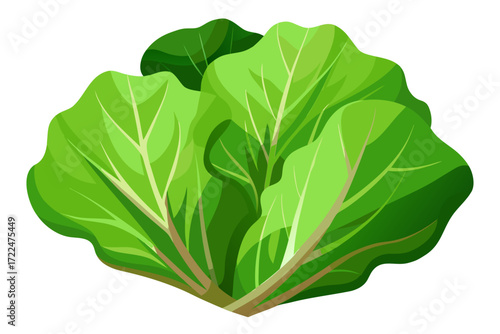 green lettuce isolated on white background