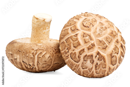 Fresh Shiitake mushroom on white background.