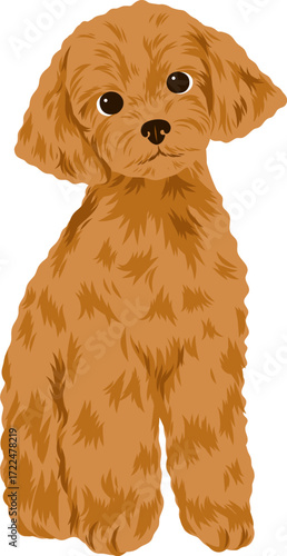 A brown poodle with large round eyes sits facing forward