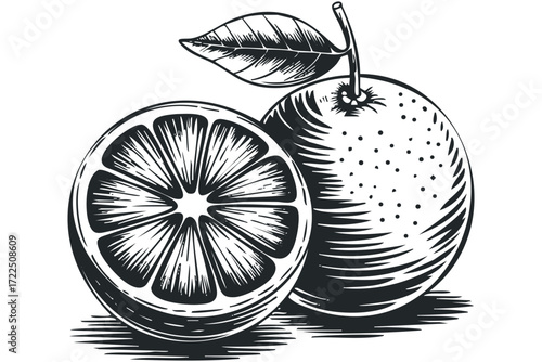Sketch of an Orange Fruit and Slice. Vector hand drawn illustration