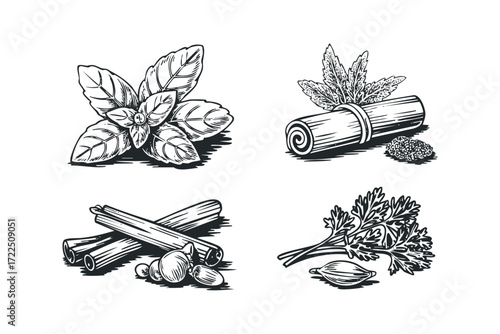 Collection of Fresh Herbs and Spices. Vector hand drawn illustration