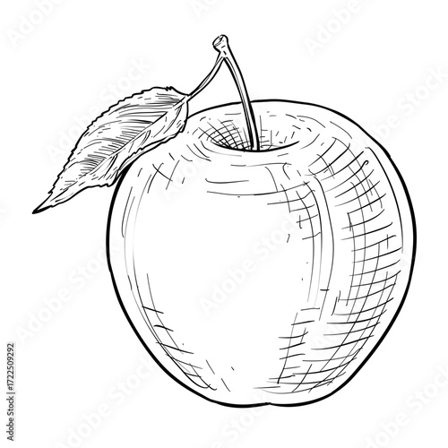 apple fruit vector hand drawn illustration