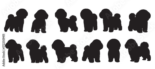 bachon frise dogs silhouette white background 