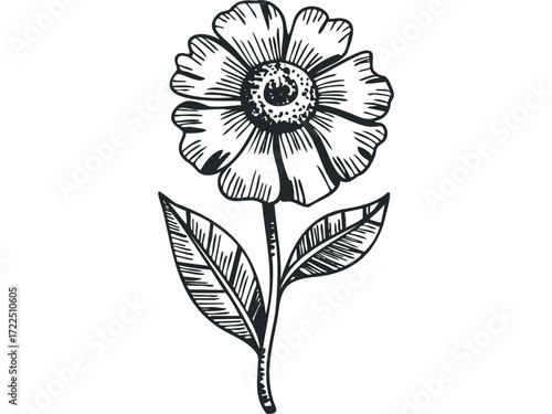 Outline of a blooming daisy flower with two leaves. Vector hand drawn illustration