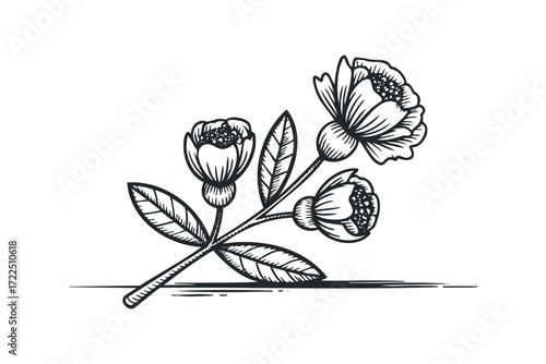 Branch with delicate flowers and leaves graphic. Vector hand drawn illustration