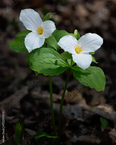 Canvastavla Two spring ephemeral Trillium grandiflorum white trilliums blooming along the Se