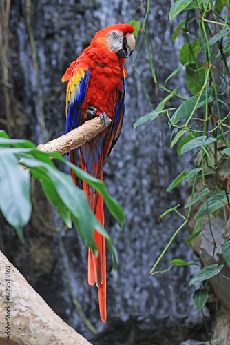Scarlet Red Yellow and Blue Parrot