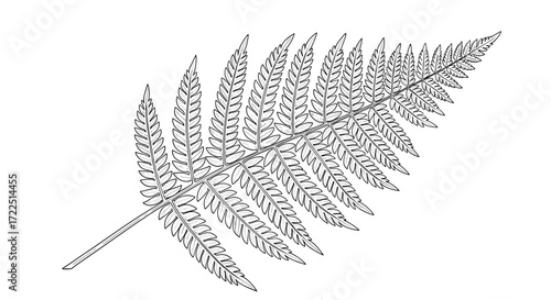 Detailed black and white illustration of a single fern frond with delicate pinnules.