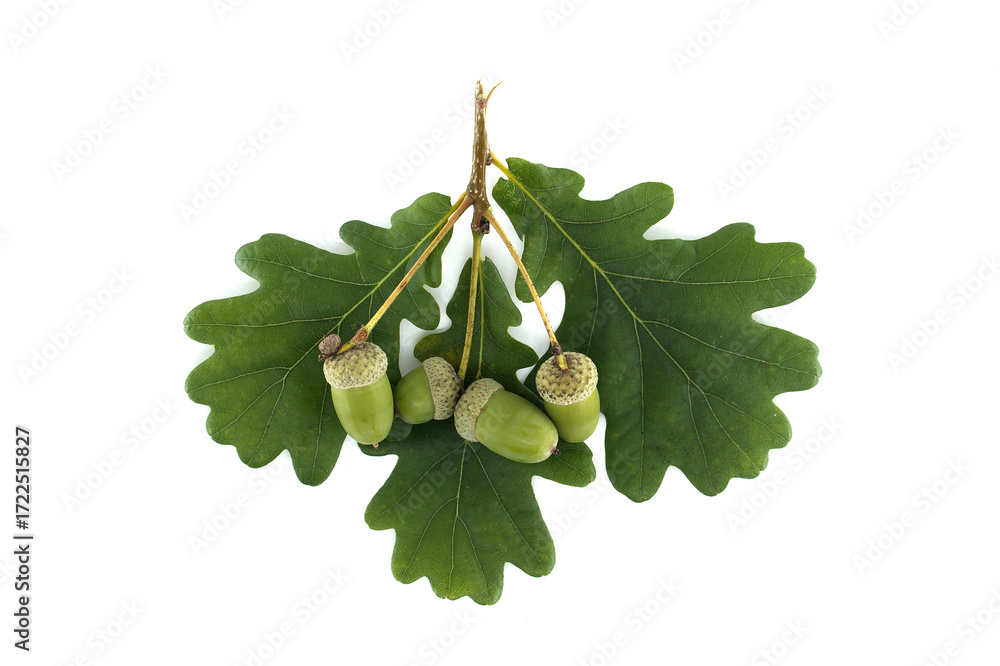 Fototapeta premium Fresh acorns and oak leaves presented on a clean, white background.