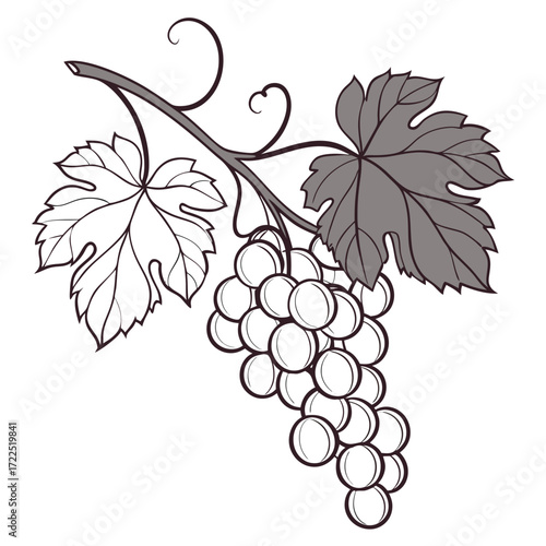 A stylized illustration of a bunch of grapes with leaves and tendrils on a white background rendered in a simple line art style with gray shading