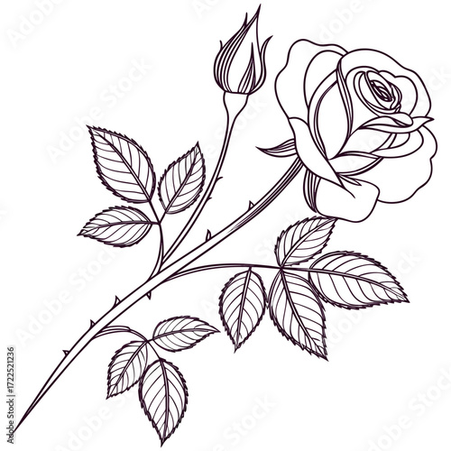 Elegant line art drawing of a blooming rose flower and a closed bud on a thorny stem with detailed leaves isolated on a white background perfect for design elements