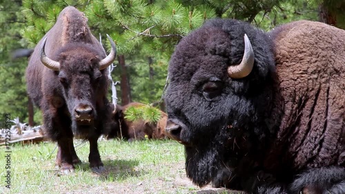 american buffalo in the field