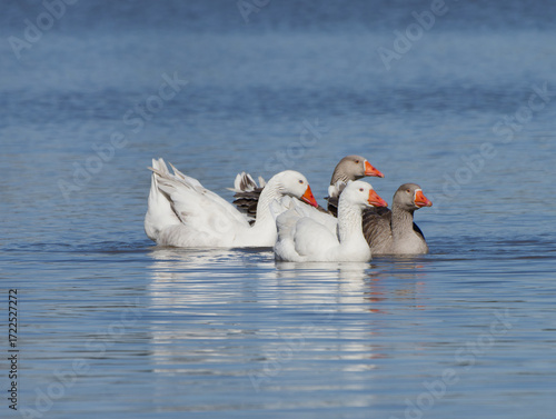 Foto A gaggle of Greylag Geese or Graylag Geese (Anser anser) A