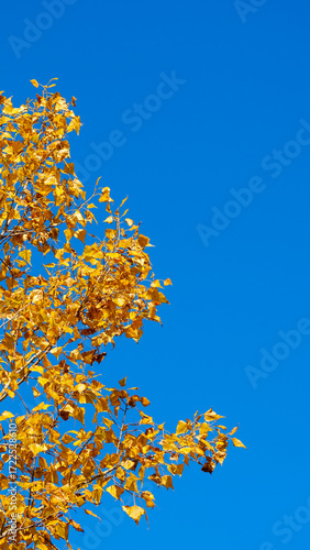 Natural background: blue sky and tree branches with yellow leaves framed at an angle