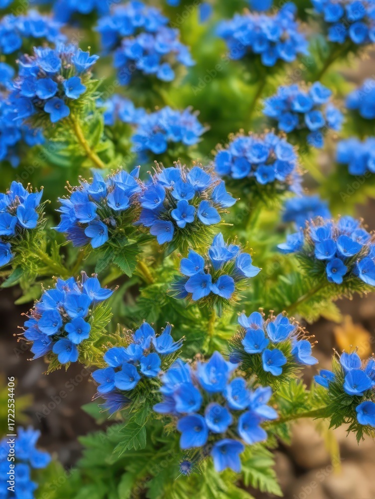 Fototapeta premium Tiny blue flowers with yellow centers