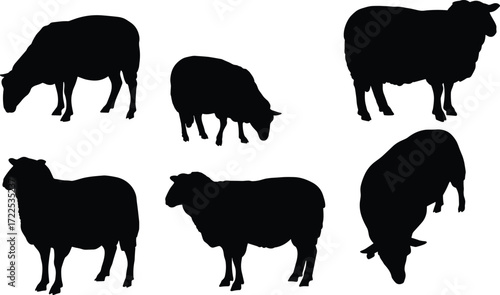 Black sheep silhouette vector set, grazing sheep clipart, farm animal illustration, livestock pose collection, agriculture design, editable graphic