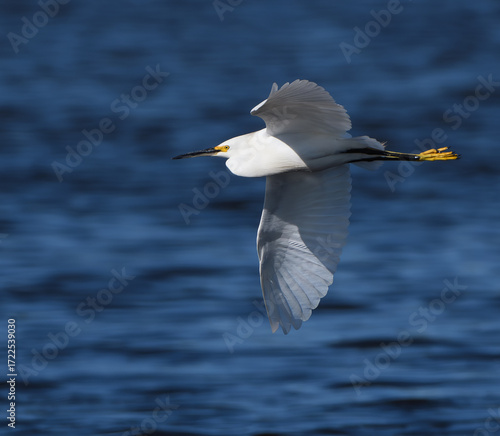 Garza volando sobre un humedal