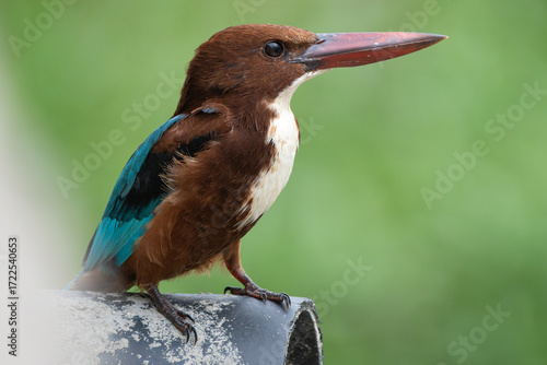 Quadro su tela White-throated Kingfisher (Halcyon smyrnensis) perched on a branch, a vibrant bird with bright blue wings, chestnut body, and striking white throat in its natural habitat