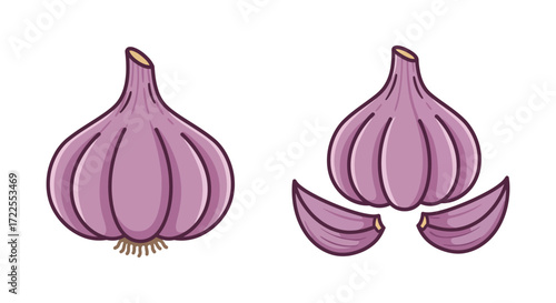 Illustration of two garlic bulbs and separated cloves a culinary ingredient