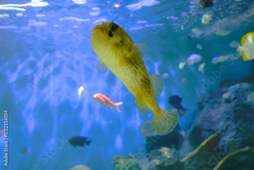 A porcupine fish in aquarium swimming calmly without erecting its spines