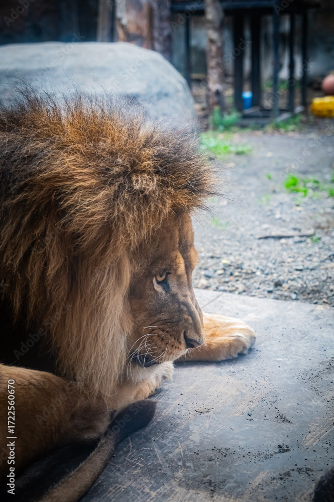 Naklejka premium Lion at Asahiyama Zoo, Hokkaido, Japan – Majestic Wildlife Photography