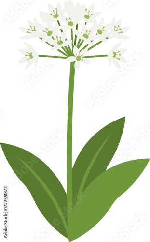 Simple Flat Style Wild Garlic Flower Blossom Herb Floral Illustration