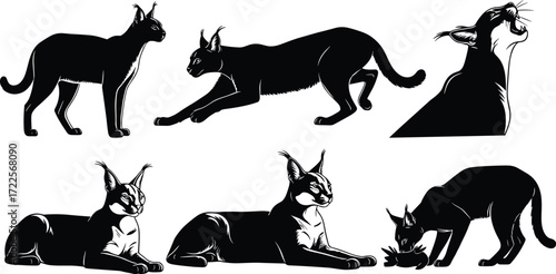 caracal silhouette, wild cat vector, wildlife clipart, flat vector, black caracal, animal silhouette, predator mammal, nature icon, stalking caracal, feline artwork