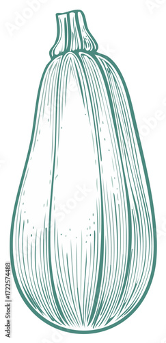 Stylized Zucchini Illustration Green Outline Detailed Hand Drawn Vector Graphic