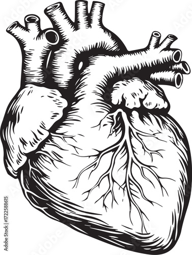 Anatomical Heart Illustration: A detailed monochrome illustration of a human heart, showcasing the intricate network of veins, arteries, and the organ's overall structure.