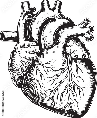 Anatomical Heart Illustration: Intricate illustration of the human heart. Perfect for medical and educational purposes.