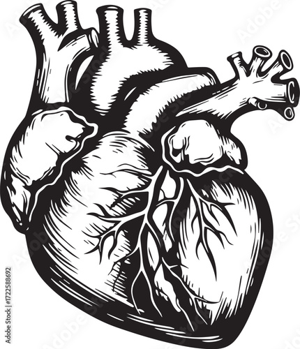 Anatomical Heart Illustration: A detailed illustration showcases the intricate anatomy of a human heart, emphasizing the complexities of this vital organ.