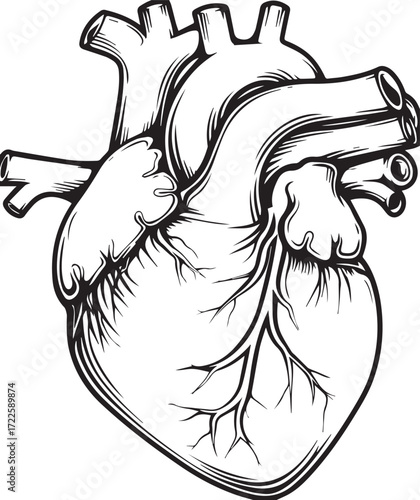Anatomical Heart Illustration: A detailed and classic illustration showcases the human heart, emphasizing its intricate structure and design.