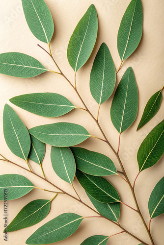 Green eucalyptus leaves on beige background branches