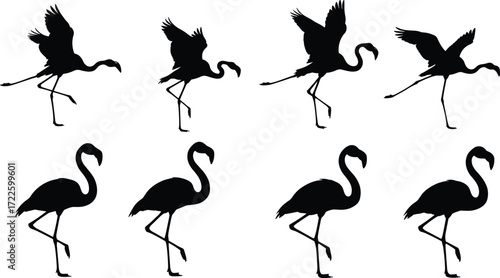 Flamingo silhouette, flying flamingo, standing flamingo, bird anatomy, elegant posture, tropical wildlife, black bird, graceful movement, nature art, exotic animal