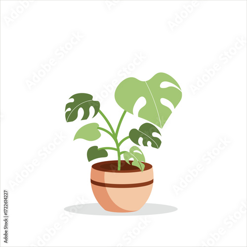 Monstera Adansoni Decorative Plant on a Pot Colored Flat Illustration