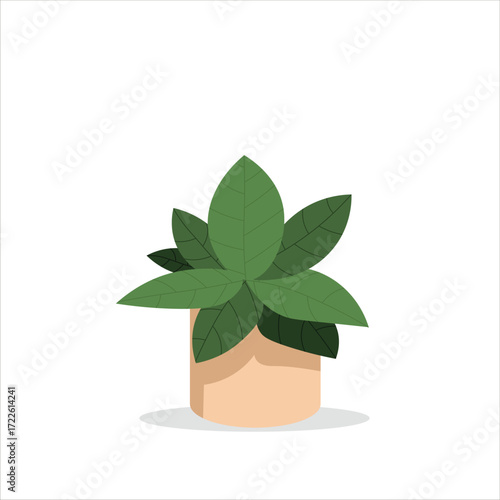 Monstera Karstenianum Decorative Plant on a Pot Colored Flat Illustration