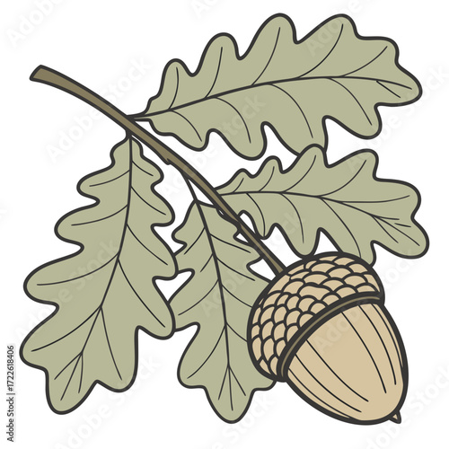 Illustration of an oak branch with three leaves and a single acorn hanging from the branch on white