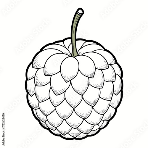 custard apple fruit line art on white background